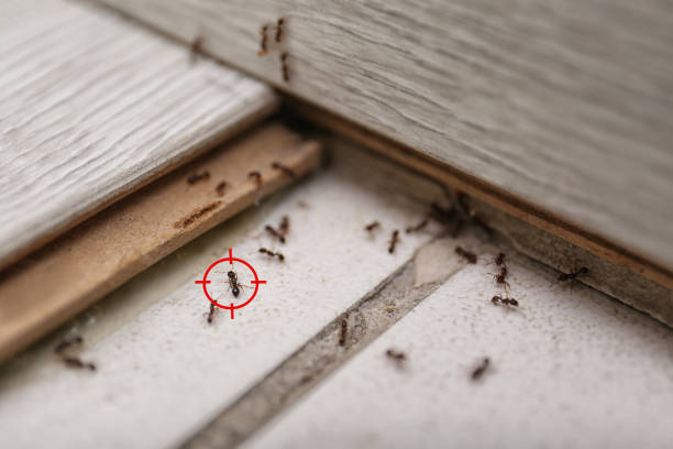 Best Wasp Removal Services  in Capron, IL