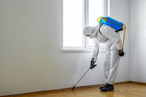 Best Termite Control Services  in Capron, IL