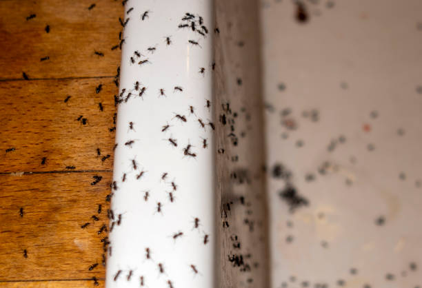 Best Ant Control Services  in Capron, IL