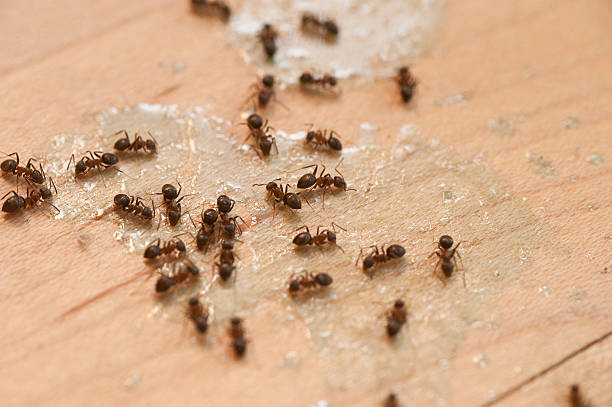  Capron, IL Pest Control Pros