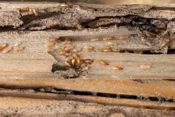 Best Mosquito Control Services  in Capron, IL