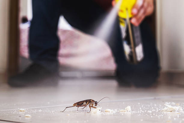 Best Flea Control Services  in Capron, IL